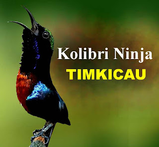 download suara burung kolibri ninja omkicau